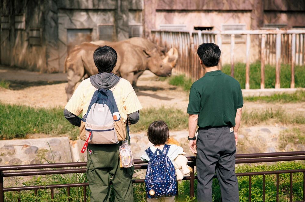 lion allo zoo